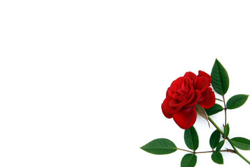 rosellina su fondo bianco