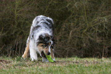 Fototapeta premium berger australien ramassant son jouet