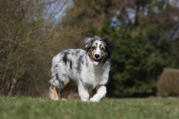 chiot berger australien langue sortie