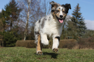 berger australien qui gambade avec fougue