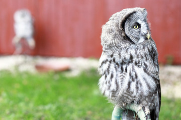 An owl, Strix nebulosa