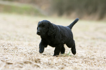 jeune flat coated retriever walking