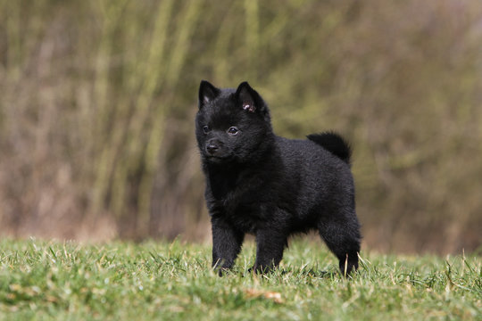 schipperke attentif