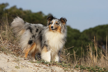 beauté du shetland sheepdog