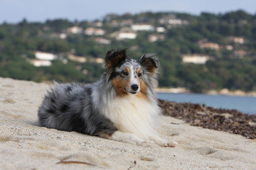 shetland/berger des shetland/shetland sheepdog/Sheltie
