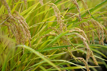 稲穂