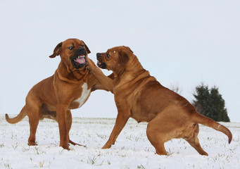 deux tosa inu au combat