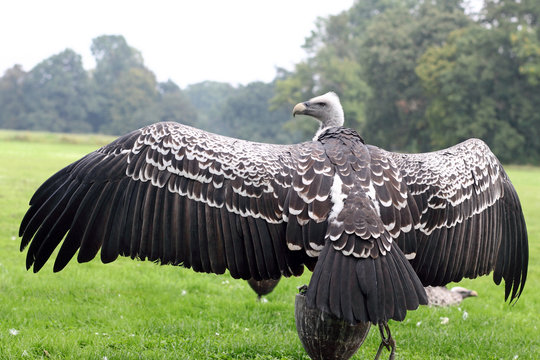 Spread wings of  vulture (Gyps ruppellii)