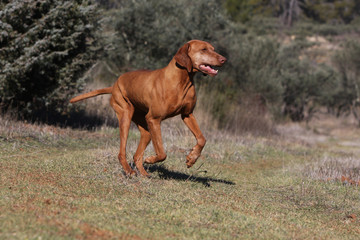 hungarian pointing dog running