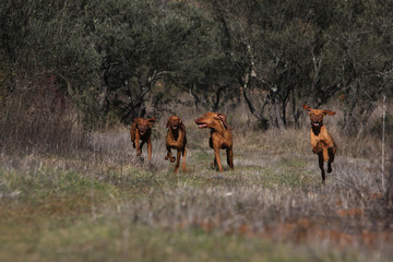 meute de chien en liberté