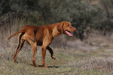 braque hongrois dans la nature