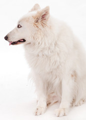 Naklejka premium Beautiful dog sitting on the floor looking side way