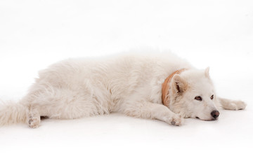 White dog relaxing on the floor
