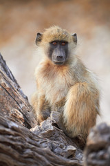 Chacma baboons