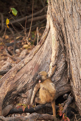 Chacma baboons
