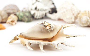 Beautiful shell