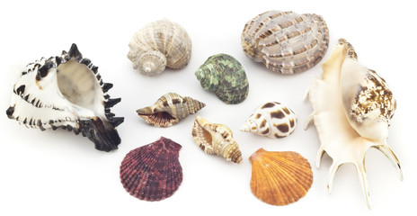 Beautiful shell