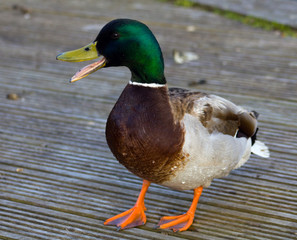 Duck