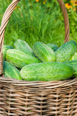 Cucumbers in a basket