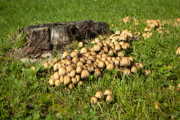 Mushrooms growing around a log on the meadow