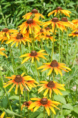 Yellow rudbeckia