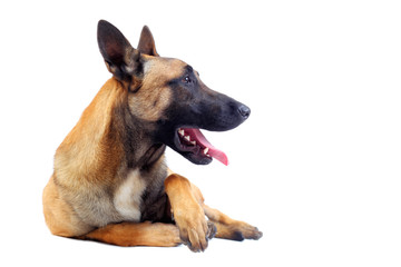 belgian shepherd dog