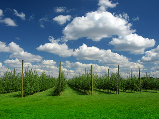 Obraz premium Apples at the orchard