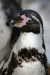 Pinguin