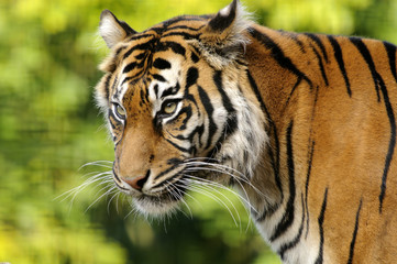 Sumatran Tiger