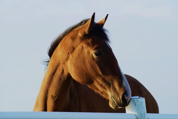 Pferd