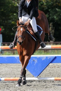 saut d'obstacles en équitation