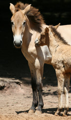 Urwildpferd Prewalskii