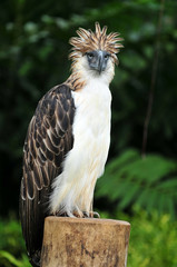 Obraz premium Philippine Eagle