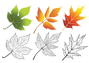 Set of autumn leaves. Maple, Acer negundo, Hop.