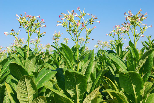 Tobacco Plant