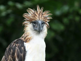 Abwaschbare Fototapete Adler Philippinischer Adler