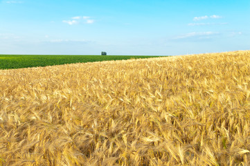 field of gold ears of wheat