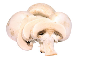 Fototapeta premium Edible button mushroom
