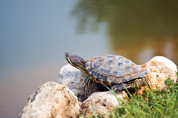 Red Eared Slider Turtle