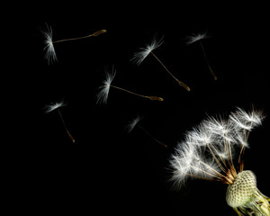close-up of dandelion seed head