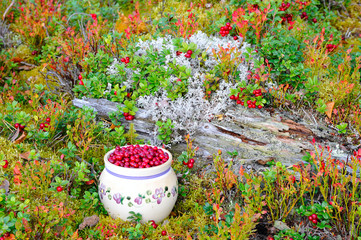 Preiselbeeren