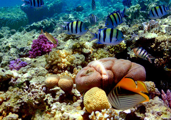 Fototapeta na wymiar Podwodne zdjęcia z rafy koralowej ciężko