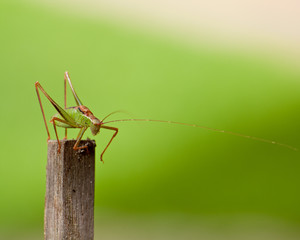 grasshopper in the green
