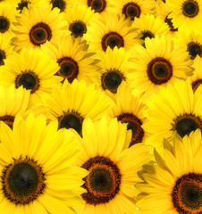 Beautiful sunflower blossoms