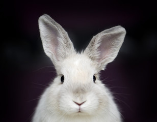 Coniglio nano bianco