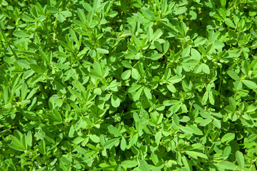 green leaves background