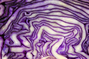 Obraz premium Cabbage inside