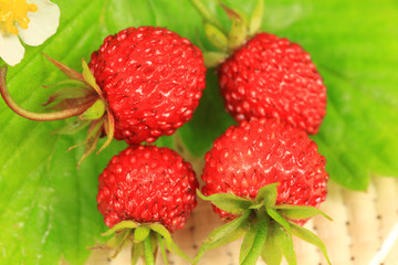 Wild strawberry macro