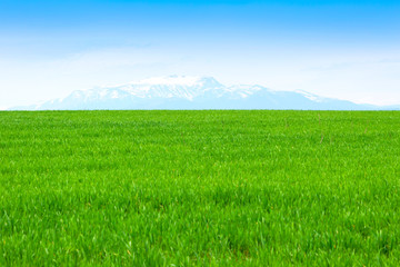 field of grass and perfect blue sky