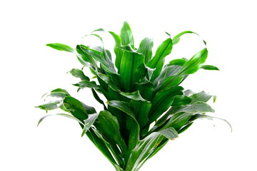 Green plant isolated on white